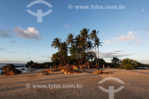  Coconut palms - Saudade Island  - Cairu city - Bahia state (BA) - Brazil