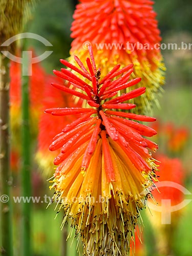  Detail of flowers of Torch Lily (Kniphofia uvaria) - alson known as Tritoma or Red Hot Poker  - Gramado city - Rio Grande do Sul state (RS) - Brazil