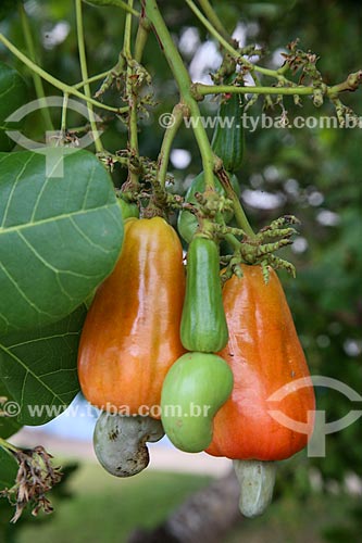  Detail of cashew still at cashew tree (Anacardium occidentale) near to Pimenta Bueno airport  - Pimenta Bueno city - Rondonia state (RO) - Brazil