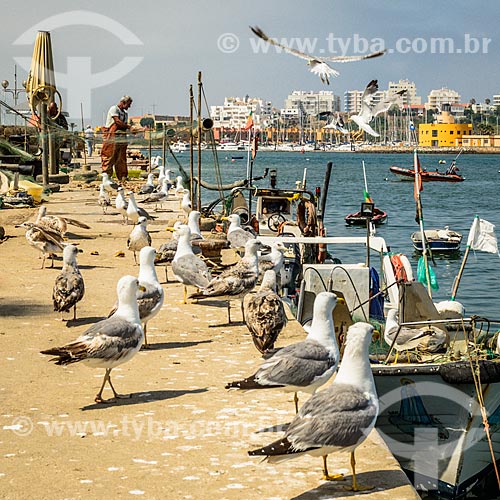  Seagulls - Ferragudo civil parish port  - Lagoa municipality - Faro district - Portugal