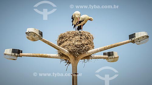  Nest of the white stork (Ciconia ciconia) on the top of a lamppost  - Faro city - Faro district - Portugal