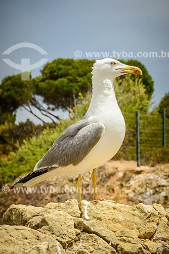  Detail of seagull - Tres Irmaos Beach (Three Brothers Beach)  - Portimao municipality - Faro district - Portugal