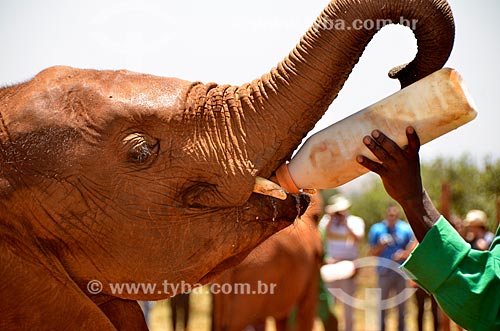  Detail of guardian feeding orphan elephant - The David Sheldrick Wildlife Trust NGO Project  - Nairobi city - Nairobi province - Kenya
