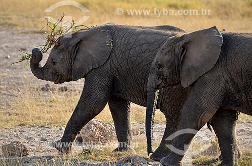  Elephants - Amboseli National Park  - Kajiado city - Rift Valley province - Kenya