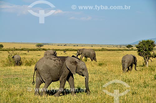  Elephants - Maasai Mara National Reserve  - Narok city - Rift Valley province - Kenya