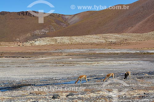  Guanacos (Lama guanicoe) drinking water - Atacama desert  - San Pedro de Atacama city - El Loa Province - Chile