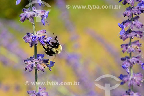  Bee collecting pollen on lavender flower  - Montreal city - Quebec province - Canada