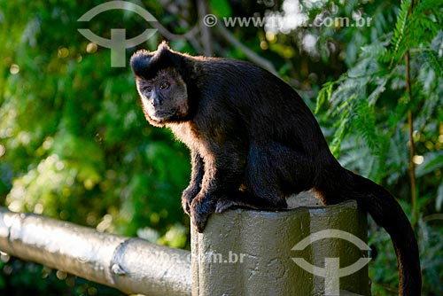  Detail of black capuchin (Sapajus nigritus) near to Vista Chinesa (Chinese View) - Tijuca National Park  - Rio de Janeiro city - Rio de Janeiro state (RJ) - Brazil