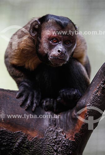  Black capuchin (Sapajus nigritus) - Mindu Municipal Park  - Manaus city - Amazonas state (AM) - Brazil