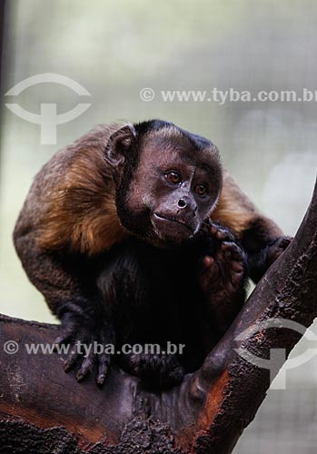 Black capuchin (Sapajus nigritus) - Mindu Municipal Park  - Manaus city - Amazonas state (AM) - Brazil