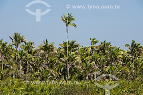  Babassu palm (Orbignya phalerata) - Mata dos Cocais area near to Nazaria city  - Nazaria city - Piaui state (PI) - Brazil