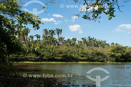  Lake with babassu palm (Orbignya phalerata) in the background - Mata dos Cocais area near to Nazaria city  - Nazaria city - Piaui state (PI) - Brazil