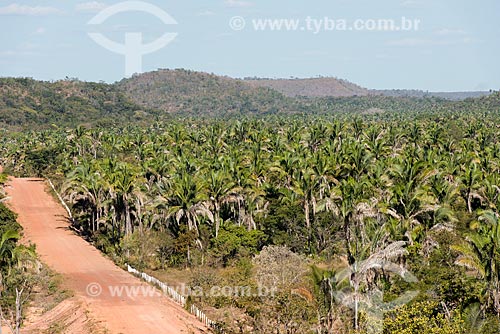  Palm trees - Mata dos Cocais area near to Nazaria city  - Nazaria city - Piaui state (PI) - Brazil