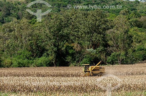  Corn mechanized harvesting - with legal reserve forest in the background  - Cornelio Procopio city - Parana state (PR) - Brazil
