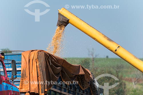  Unloading of corn during the harvest  - Cornelio Procopio city - Parana state (PR) - Brazil