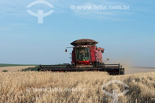  Wheat mechanized harvesting  - Nova Fatima city - Parana state (PR) - Brazil