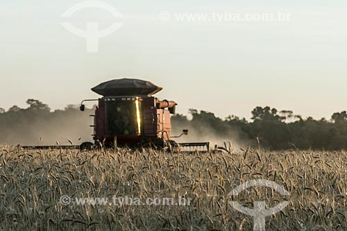  Wheat mechanized harvesting  - Nova Fatima city - Parana state (PR) - Brazil