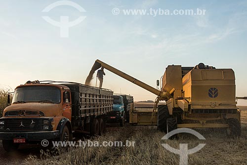  Wheat unloading during the harvest  - Nova Fatima city - Parana state (PR) - Brazil