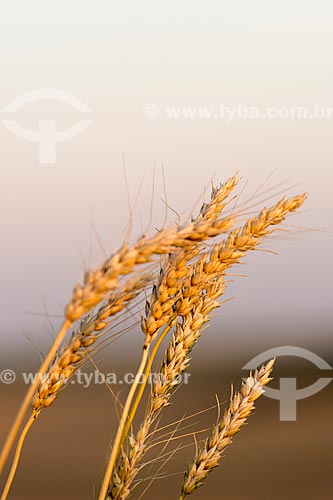  Detail of the wheat plantation  - Nova Fatima city - Parana state (PR) - Brazil