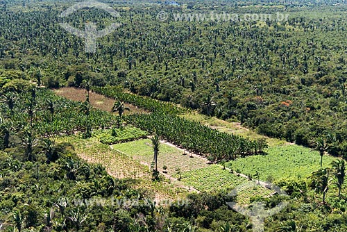  Aerial photo of the banana and cassava plantation - Mata dos Cocais area  - Teresina city - Piaui state (PI) - Brazil