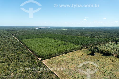  Aerial photo of the eucalyptus and pine tree plantation - Mata dos Cocais area  - Teresina city - Piaui state (PI) - Brazil