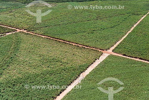  Aerial photo of the sugarcane plantation near to Mata dos Cocais area  - Teresina city - Piaui state (PI) - Brazil