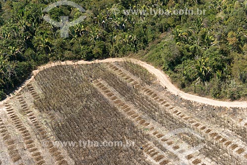  Aerial photo of the piles of sugarcane during harvest - near to Mata dos Cocais area  - Teresina city - Piaui state (PI) - Brazil
