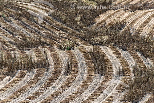  Aerial photo of the piles of sugarcane during harvest - near to Mata dos Cocais area  - Teresina city - Piaui state (PI) - Brazil