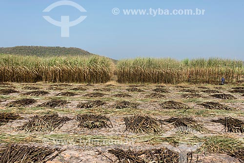  Piles of sugarcane during harvest  - Teresina city - Piaui state (PI) - Brazil