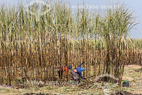  Sugarcane cutters during the harvest of the sugarcane  - Teresina city - Piaui state (PI) - Brazil