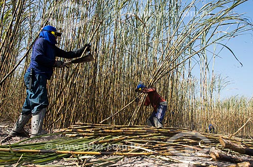  Sugarcane cutters during the harvest of the sugarcane  - Teresina city - Piaui state (PI) - Brazil