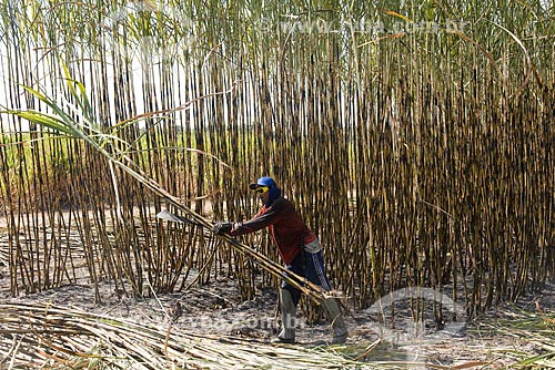  Sugarcane cutter during the harvest of the sugarcane  - Teresina city - Piaui state (PI) - Brazil