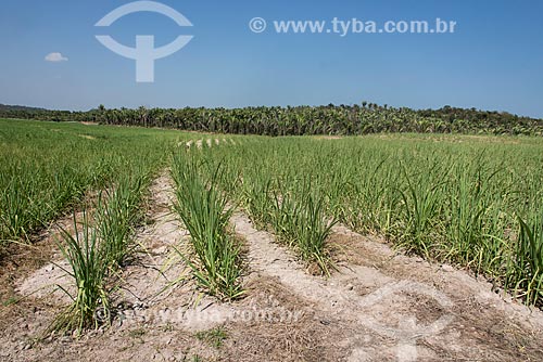  Sugarcane plantation - Mata dos Cocais area  - Teresina city - Piaui state (PI) - Brazil