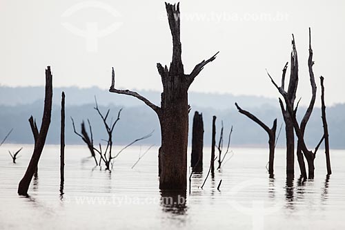  Tree trunks that has submerged by the lake of Balbina Hydroelectric Plant  - Presidente Figueiredo city - Amazonas state (AM) - Brazil