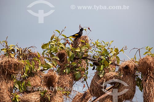  Detail of Yellow-rumped Cacique (Cacicus cela)  - Presidente Figueiredo city - Amazonas state (AM) - Brazil