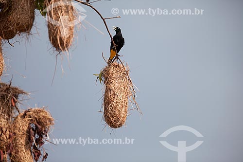  Detail of Yellow-rumped Cacique (Cacicus cela)  - Presidente Figueiredo city - Amazonas state (AM) - Brazil