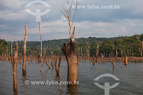  Tree trunks that has submerged by the lake of Balbina Hydroelectric Plant  - Presidente Figueiredo city - Amazonas state (AM) - Brazil