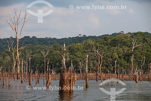  Tree trunks that has submerged by the lake of Balbina Hydroelectric Plant  - Presidente Figueiredo city - Amazonas state (AM) - Brazil