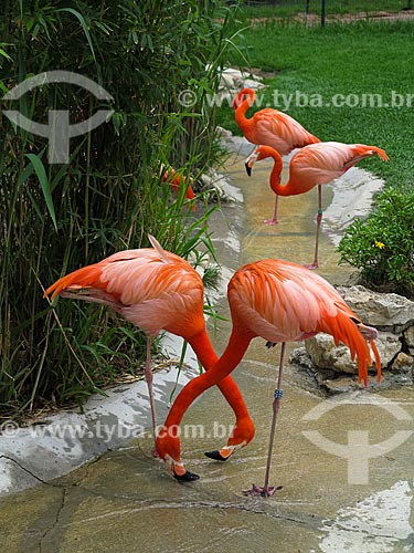  Flamingos - Jardim Zoológico de Lisboa (Lisbon Zoological)  - Lisbon - Lisbon district - Portugal