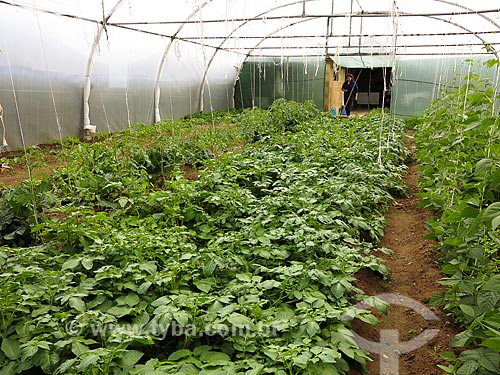 Potato plantation - family farming  - Agueda municipality - Aveiro district - Portugal
