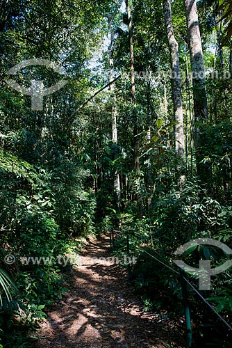  Trail to motor impairment - Tijuca National Park  - Rio de Janeiro city - Rio de Janeiro state (RJ) - Brazil