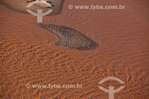  Aerial photo of bunch of the common tern (Sterna hirundo) - mouth of the Rio Doce with mud of rejects from dam rupture of the Samarco company mining  - Linhares city - Espirito Santo state (ES) - Brazil