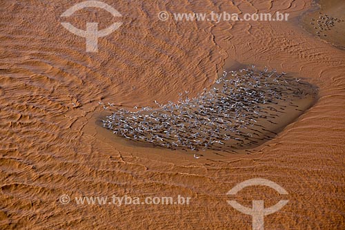  Aerial photo of bunch of the common tern (Sterna hirundo) - mouth of the Rio Doce with mud of rejects from dam rupture of the Samarco company mining  - Linhares city - Espirito Santo state (ES) - Brazil