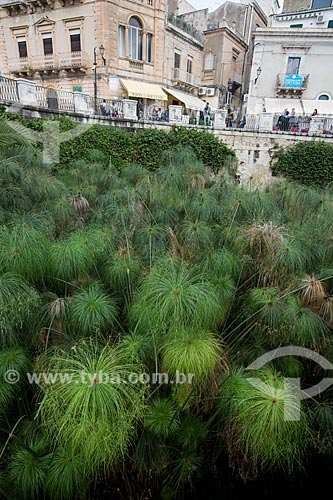  Detail of cyperus papyrus growing spontaneously - Arethuse Fountain  - Syracuse - Syracuse province - Italy