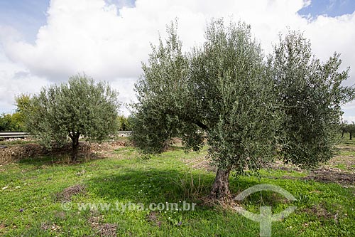  Olive tree (Olea europaea) - Noto city  - Noto city - Syracuse province - Italy