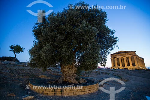  Olive tree (Olea europaea) - Valle dei Templi (Valley of the Temples) - ancient greek city Akragas - Temple of Concordia in the background  - Agrigento city - Agrigento province - Italy