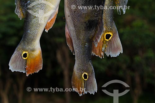  Detail of Tucunare (Cichla ocellaris) - also known as Butterfly Peacock Bass  - Manaus city - Amazonas state (AM) - Brazil
