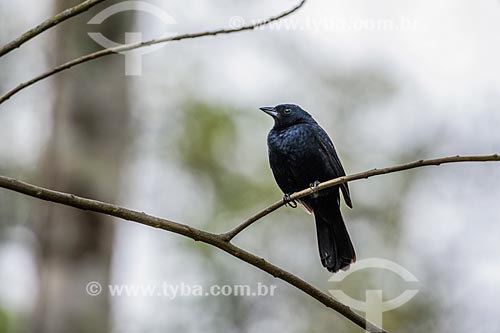  Chopi Blackbird (Gnorimopsar chopi) - Serrinha do Alambari Environmental Protection Area  - Resende city - Rio de Janeiro state (RJ) - Brazil