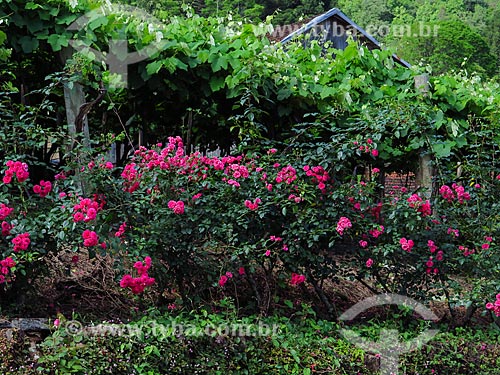  Detail of rosebush near to grapevine  - Gramado city - Rio Grande do Sul state (RS) - Brazil