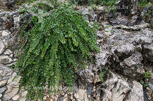  Detail of caper bush (Capparis spinosa)  - Taormina city - Messina province - Italy